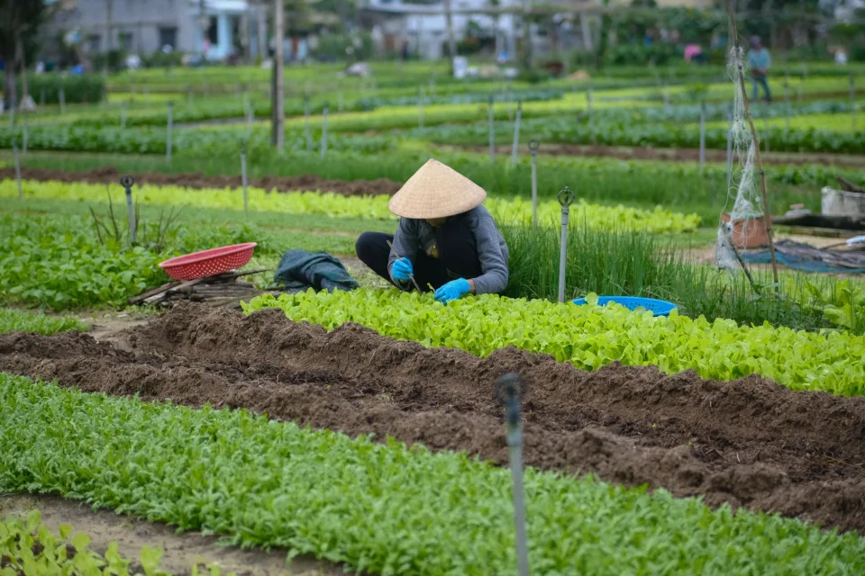 Nông sản nên thử khi ghé vườn