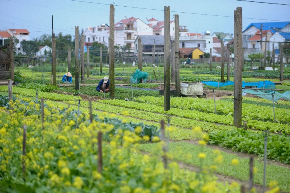 Nông sản nên thử khi ghé vườn