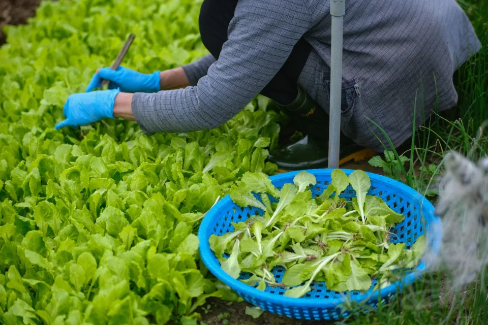 Rau tươi mới hái tại Thơm Dứa Tân Hương