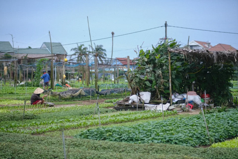 Nông sản nên thử khi ghé vườn