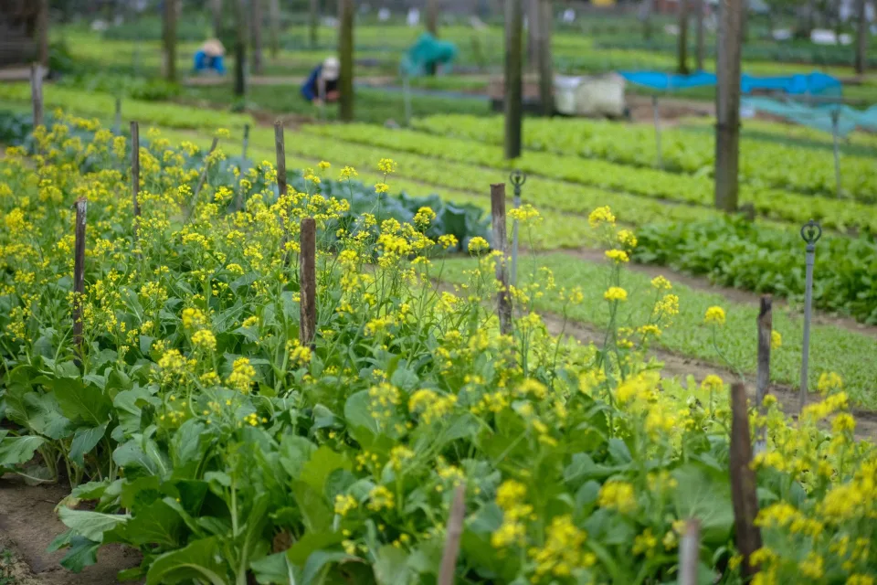 Giỏ nông sản tươi — chọn loại theo nhu cầu