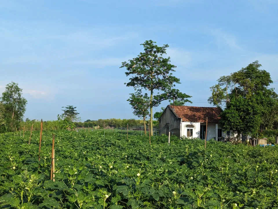 Rau vừa hái buổi sáng