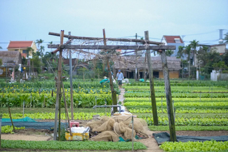 Nông sản nên thử khi ghé vườn